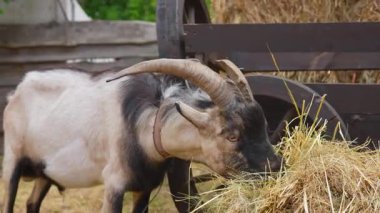 Uzun boynuzlu bir keçi kırsal bir ahşap arabanın yanında saman yiyor, çiftlik hayatı ve kırsal cazibe sergiliyor. Yavaş çekim