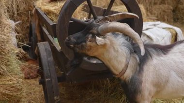 Kır çiftliğinde samanla dolu ahşap bir arabanın yanında duran bir keçi doğal bir çiftlik ortamını sergiliyor. Yavaş çekim