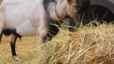 Bir saman yığınıyla beslenen bir keçi, tarımsal yaşamı ön plana çıkaran kırsal bir çiftlik zeminine kurulmuş. Yavaş çekim