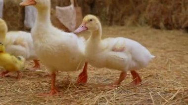 Bir grup tüylü ördek ahırda saman üzerinde yürür, çevrelerini keşfederler. Yumuşak ışıklandırma onların hassas özelliklerini vurgular. Yavaş çekim