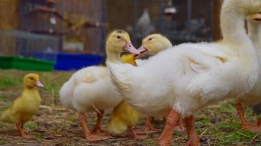 Sevimli sarı ördek yavruları, merak ve şakacı davranışlar sergileyerek çiftlik ortamında dolanıyorlar. Yavaş çekim