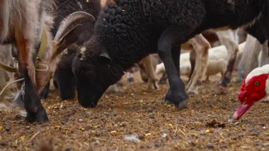 Koyunlar, keçiler ve ördekler de dahil olmak üzere çeşitli çiftlik hayvanları kırsal yaşam ve uyumu sergiliyor. Yavaş çekim