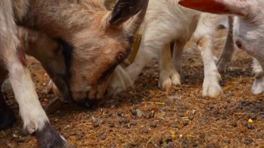 Keçilerin yerde otlamasını yakından izlemek, kırsal alanda doğal beslenme davranışlarını sergilemek. Yavaş çekim