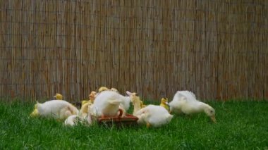 Bir grup tüylü ördek yavrusu canlı yeşil çimenlerin üzerinde huzurlu bir ortamda yiyip oynuyorlar. Yavaş çekim