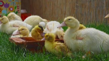 Çekici bir grup ördek yavrusu yeşil çimenlerin üzerinde rahatlıyor, güzelliklerini ve basitliğini oyuncu etkileşimlerle sergiliyorlar. Yavaş çekim