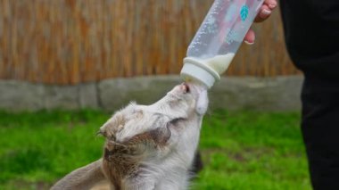 Genç bir keçi çocuğu yeşil arka planda kalan biri tarafından süt şişesiyle besleniyor. Yavaş çekim