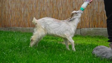 Genç bir keçi yemyeşil çimlerle besleniyor, huzurlu bir kırsal manzara sergiliyor. Yavaş çekim