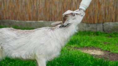 Bir keçi çocuk yeşil bir ortamda bir şişeden süt içiyor, dikkat çekiyor ve besleniyor..