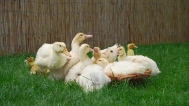 Canlı bir ördek sürüsü çimenli bir arazide toplanmış güneşli bir öğleden sonranın tadını çıkarıyor ve çevresini keşfediyorlar..