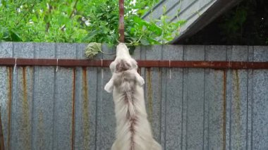 Meraklı bir keçi yeşil yapraklara ulaşmak için boynunu metal bir çitin üzerine uzatır ve kararlılığını gösterir..