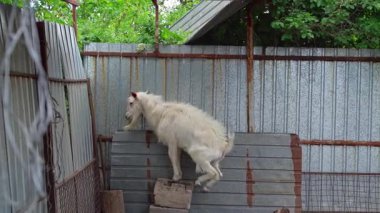 Beyaz bir keçi, bir çiftlik bahçesinde metal bir bariyer üzerinde dengede durur. Kırsal alanda çevrenin çevikliğini ve merakını gösterir..
