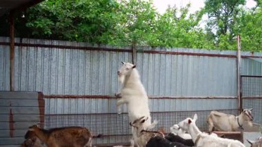 Arka ayakları üzerinde duran beyaz bir keçi, diğer keçilerle çevrili bir çiftlikte metal bir çite yaslanıyor..