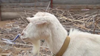 Görüntü, yerde sopalarla çevrili kahverengi yakalı beyaz bir keçiyi gösteriyor..