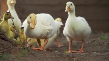 Bir grup büyüleyici ördek yavrusu doğal ortamlarını keşfediyor, etkileşimlerini ve masumiyetlerini gösteriyorlar..