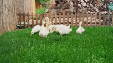 Bir grup beyaz ördek çitin yanındaki yemyeşil çimlerde otluyor. Günlerinin tadını çıkarıyorlar..