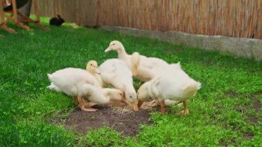 Bir grup ördek yavrusu çimenli bir çimenlikte besleniyor, doğal davranışlarını ve etkileşimlerini sergiliyorlar..