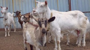 Bir grup keçi çiftliğin bahçesinde bir araya gelip ahır düzeninde farklı cinsleri ve renkleri sergilediler..