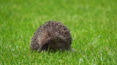 Büyüleyici bir kirpi çimenlere yerleşir ve güneşli bir günde güneşin sıcaklığının tadını çıkarır..