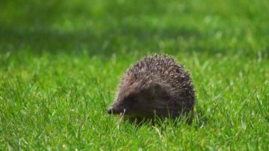 Canlı yeşil çimenleri keşfeden bir kirpi dikenli dokusunu ve doğal merakını doğal ortamında sergiliyor..