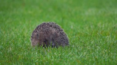 Bir kirpi canlı yeşil çimenlerde sessizce dinlenir, dikenleri doğal ortama karışırken görülebilir..