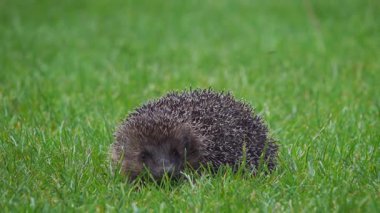 Kirpi, yemyeşil çimenlere yuva yapar, meraklı ve tetikte görünür, açık bir günde sivri paltosunu gösterir..