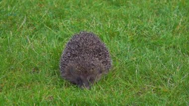 Bir kirpi canlı yeşil çimenlerde yuva yapmış, doğal yaşam alanını ve dikenli dış görünüşünü sergiliyor..