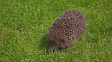 Şirin bir kirpi çevresini keşfeder, canlı yeşil çimenlerin arasında hareket eder, doğal güzelliklerini gösterir..