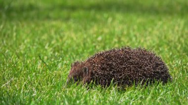 Bir kirpi yeşil çimlerin içinden geçerek dikenli sırtını gösterir. Yaban hayatının güzelliğini yansıtan yemyeşil tarlalar doğal bir yaşam alanı sunuyor..