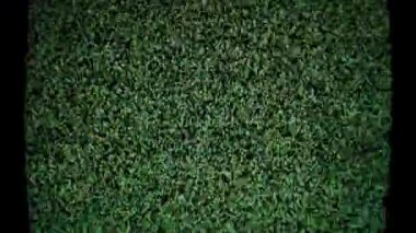 Yeşil ve siyah dokuların karışımı karmaşık bir şablon oluşturarak gizem ve derinliği çağrıştırıyor..