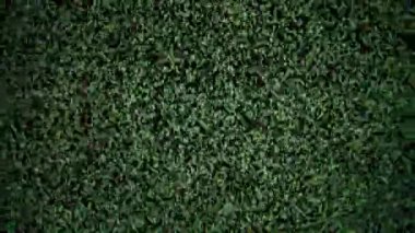 Analog TV parazitinin yakın plan görüntüsü, rastgele siyah ve yeşil pikseller sergiliyor.