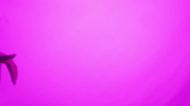 Büyüleyici sanatsal bir görüntü. İki el canlı pembe bir arkaplana uzanıyor. Yavaş çekim