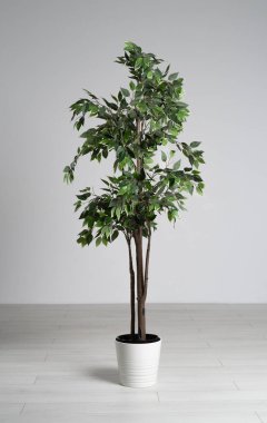 Yeşillik yaprakları olan zarif sahte incir ağacı beyaz bir tencerede duruyor. Modern mekanlara yeşillik katmak için mükemmel..