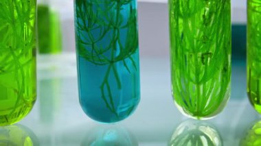 Laboratuvar, deney tüplerindeki yeşil botanik örnekleriyle ve arka planda canlı mavi, yeşil ve mor sıvılarla bulanık şişelerle kapanıyor. Bu da biyoloji ve kimya alanındaki bilimsel araştırmaları gösteriyor..