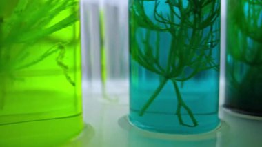 Laboratuvar, deney tüplerindeki yeşil botanik örnekleriyle ve arka planda canlı mavi, yeşil ve mor sıvılarla bulanık şişelerle kapanıyor. Bu da biyoloji ve kimya alanındaki bilimsel araştırmaları gösteriyor..
