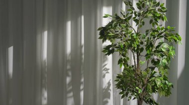 Beyaz perdelerin yanına yemyeşil bir incir ağacı yerleştirilir, doğal gölgeler bırakır ve yeni bir atmosfer yaratır..