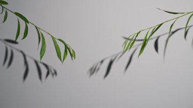Duvarda gölgenin silueti ve söğüt ağacının yeşil dalı. Gri duvarda yumuşak doğal bitki yaprakları var. Bitki arkaplanı, minimalizm, dekor.