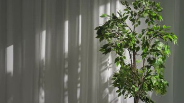 Beyaz perdelerin yanına yemyeşil bir incir ağacı yerleştirilir, doğal gölgeler bırakır ve yeni bir atmosfer yaratır..