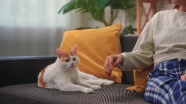 Bir kadın, sarı yastıklı, siyah bir kanepede uzanan turuncu ve beyaz bir kediyi nazikçe okşar. Evin içi sıcak ve sakin, doğal gün ışığı ve ev bitkileriyle dolu. Yavaş çekim.