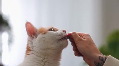 Beyaz ve turuncu kedi, kadın elinden bir ziyafetin tadını çıkarıyor. Yumuşak ışıklandırma ve bulanık arkaplan ile yakın çekim, yakınlaşma ve yakınlaşma anı. Yavaş çekim.