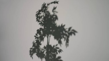 Bitkinin yumuşak gölgesi düz bir duvara düşer ve soyut ve doğal bir sanatsal etki yaratır..