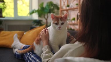 Bir kadın, sarı yastıklı, siyah bir kanepede uzanan turuncu ve beyaz bir kediyi nazikçe okşar. Evin içi sıcak ve sakin, doğal gün ışığı ve ev bitkileriyle dolu. Yavaş çekim.