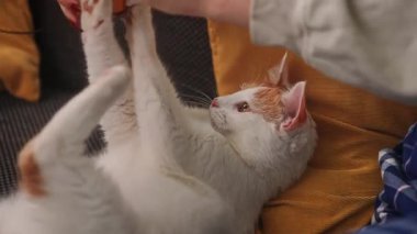 Ekose pijamalı genç bir kadın kanepede oturur ve kedisiyle arı şeklinde yumuşak bir oyuncakla oynar. Samimi iç mekan, iç mekan bitkileri ve sıcak aydınlatma özelliği taşıyor..