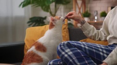 Kanepede bacak bacak üstüne atmış genç bir kadın turuncu ve beyaz kedisine kıyak yapıyor. Sahne sakin, rahat ve doğal ışık ve yeşillikle dolu..