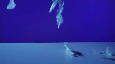 Masanın beyaz yüzeyine beyaz tüyler dökülüyor ve stüdyonun mavi arka planına karşı mavi ışıkla kaplanıyor. Sakin ve huzurlu bir görsel kompozisyon..