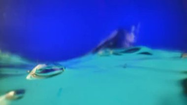 Turkuaz su yüzeyinde yüzen hava kabarcıklarıyla hafif dalga hareketi. Canlı bir mavi arkaplan karşısında minimalist sualtı kompozisyonu.