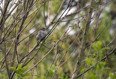 kuş dalda oturuyor.
