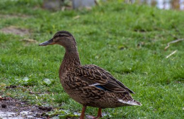Parktaki ördeğin yakın plan fotoğrafı.