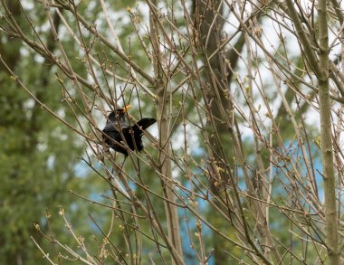 Dalların arasında dinlenen bir karatavuk.