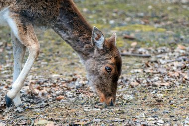 Dal dallı palmat boynuzlu Avrasya barajı geyiği, beyaz benekli kahverengi kürklü. Ormandaki hayvan. Yakından bir geyiğin portresi..