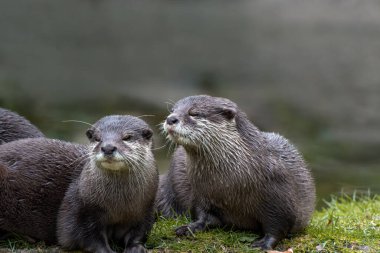 Sudaki sevimli bir su samurunun portresi.